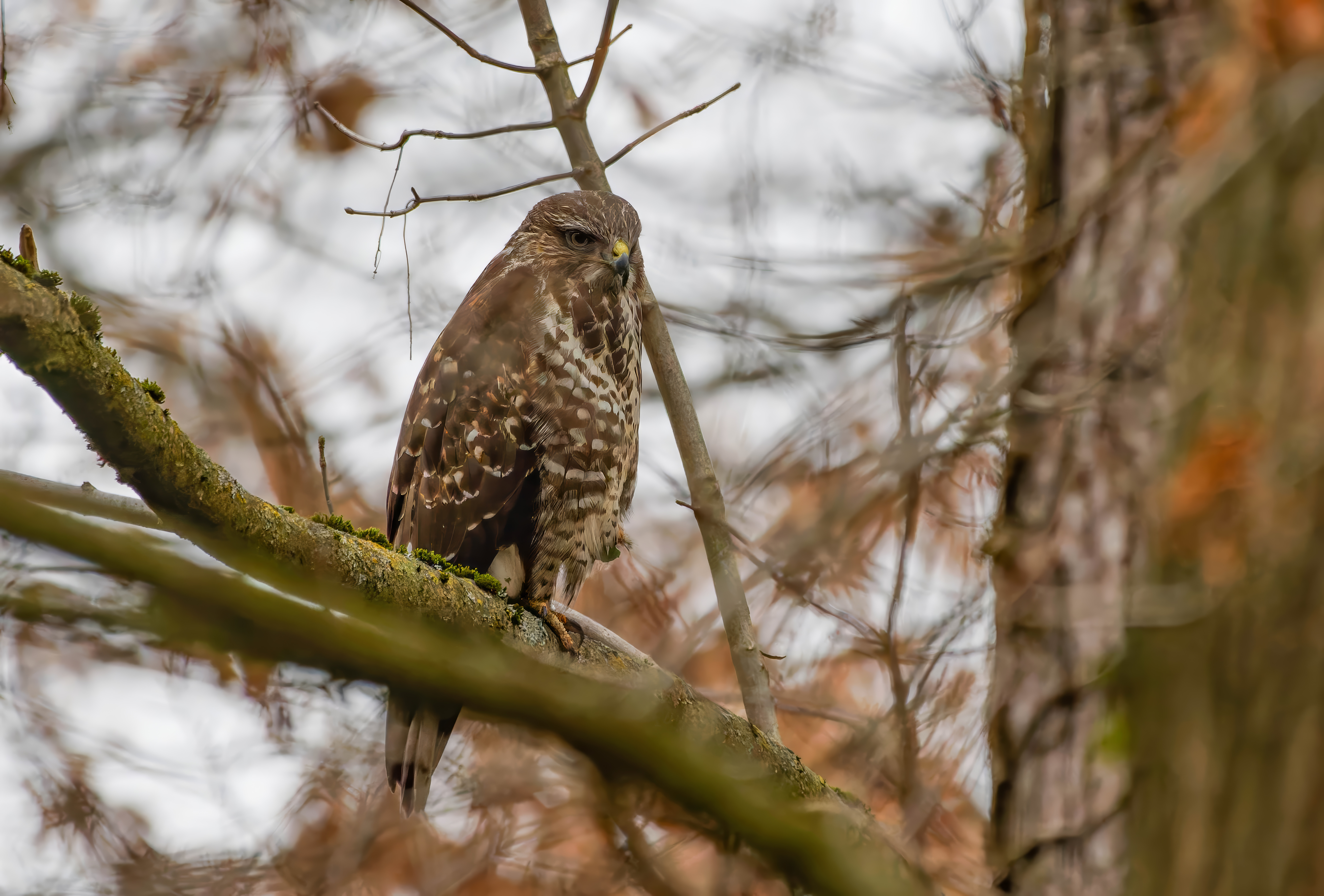 287A6509-CR3-20250119-DxO_DeepPRIMEXD2