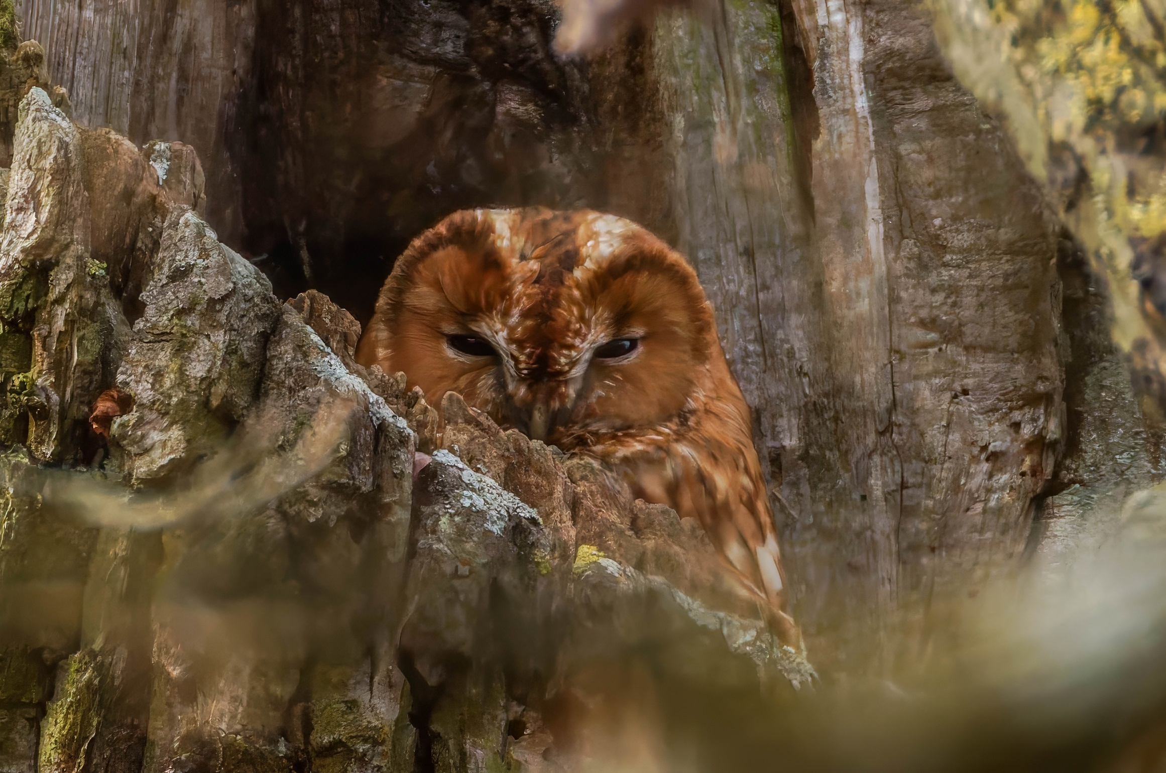 287A6695-CR3-20250208-DxO_DeepPRIMEXD2