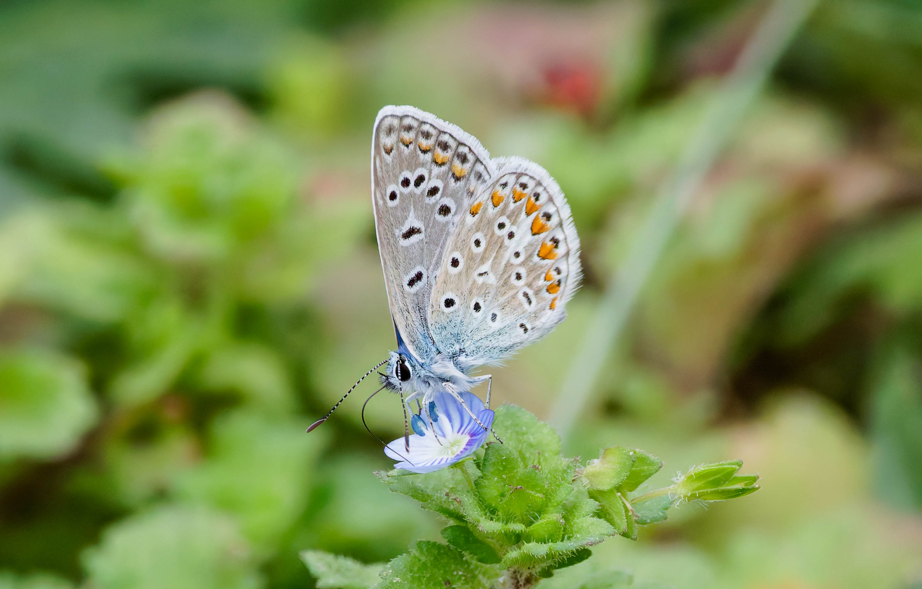 287A9089-CR3-20240907-DxO_DeepPRIMEXD2