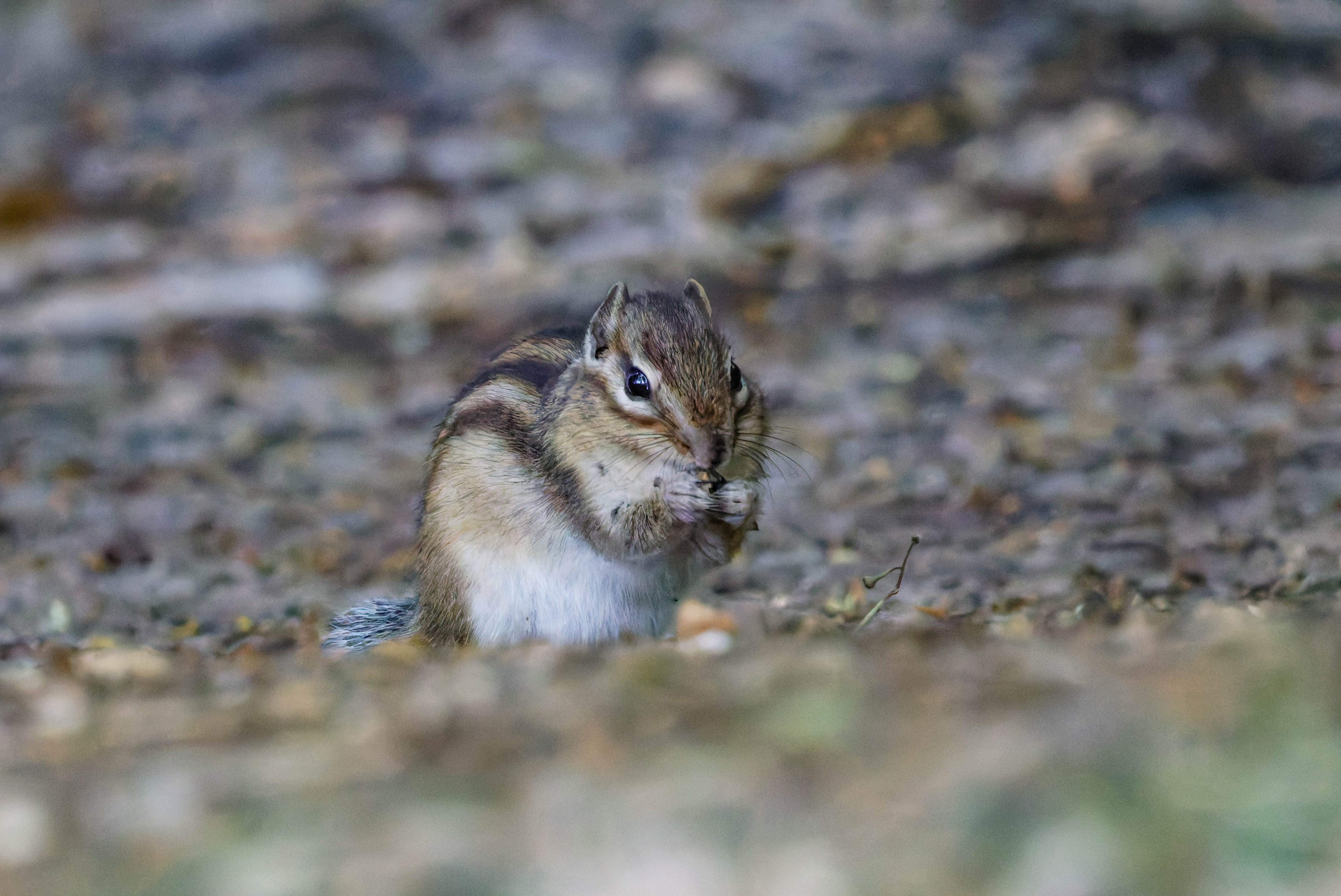 287A9162-CR3-20240622-DxO_DeepPRIMEXD2