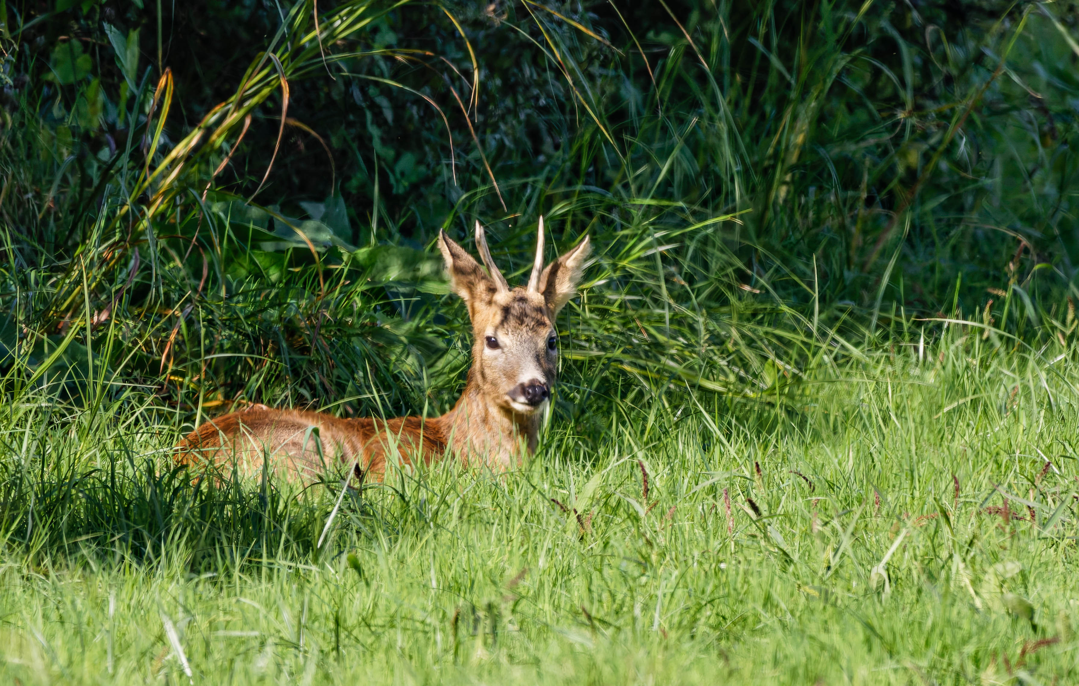 287A9463-CR3-20240928-DxO_DeepPRIMEXD2