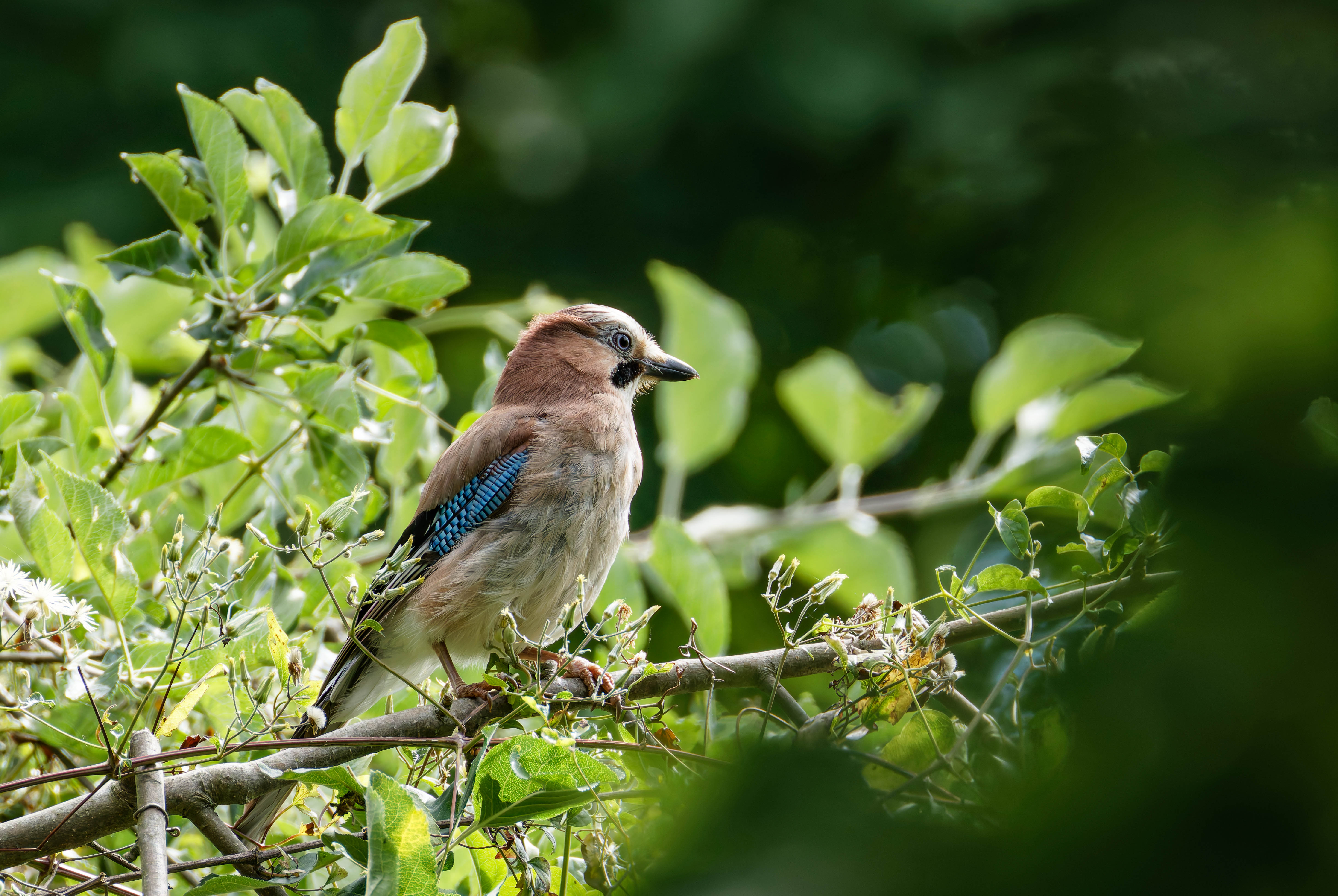 287A9744-CR3-20250628-DxO_DeepPRIMEXD2